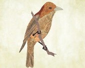 Golden Tanager