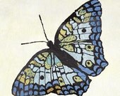 White Peacock