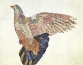 New York City Pigeon