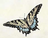 Easter Tiger Swallowtail