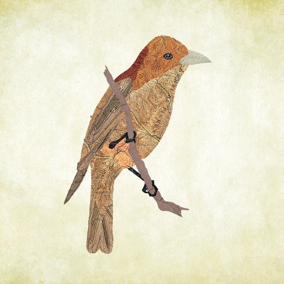 Golden Tanager
