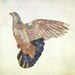 New York City Pigeon