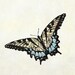 Easter Tiger Swallowtail