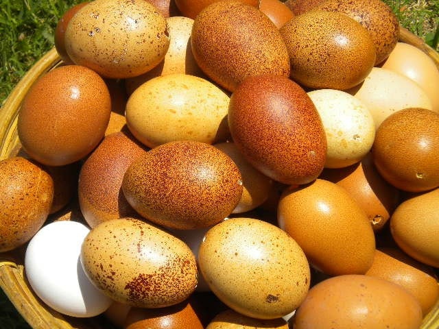Beautiful BLOWN Eggs for Decor Crafts Supplies Educational Collection