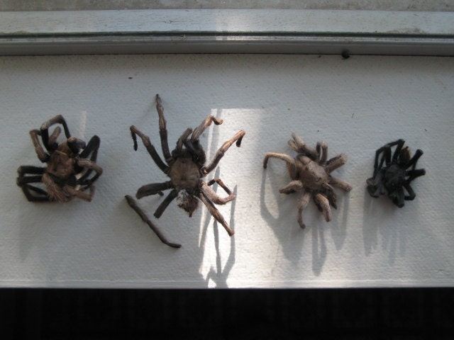 Clearance Tarantula Real Spider Bug Bugs Entomology Biology Science Religious Educational Magic Spell Taxidermy