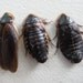 Cruelty Free - Specimen - Cockroaches - Wet Preservation Curio Educational Collection Taxidermy Religious Spirit