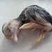 Clearance Cruelty Free Lakenvelder Bantam Mix Bird Poultry Chick Chicken Wet Specimen Religious Educational Magic Spell Taxidermy Curio