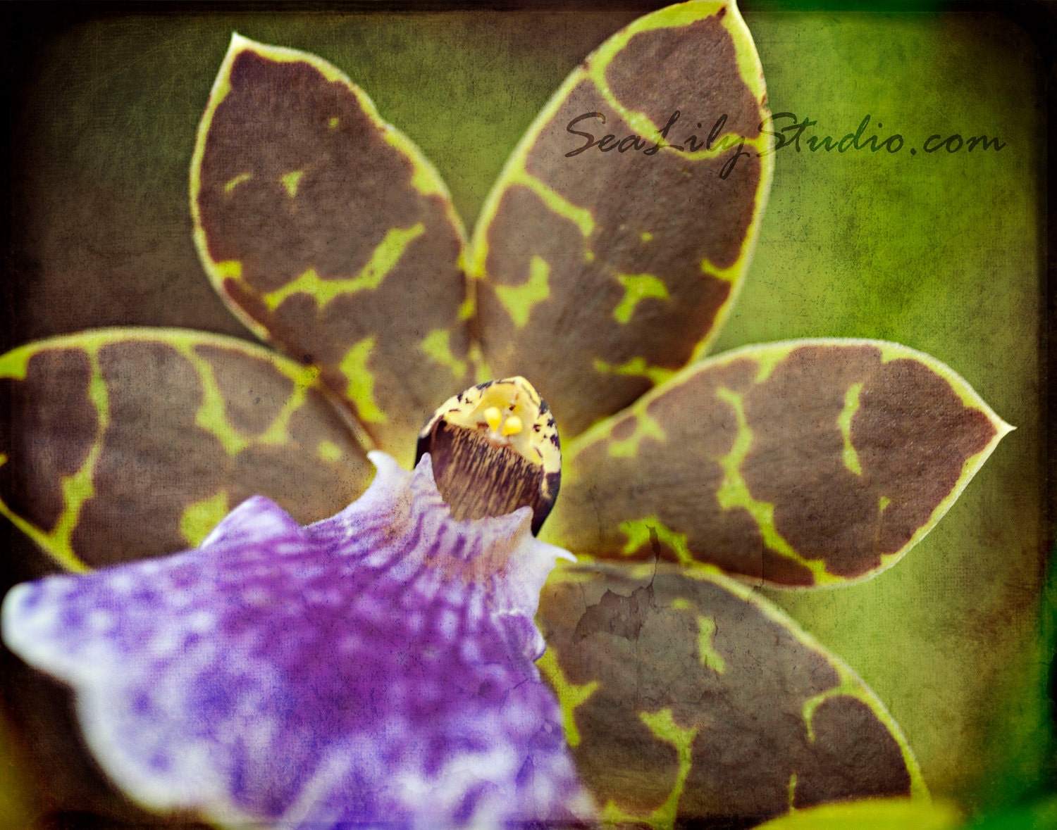 Colmanara Orchid - 11x14 Fine Art Print - Purple Chartreuse Tropical Flower