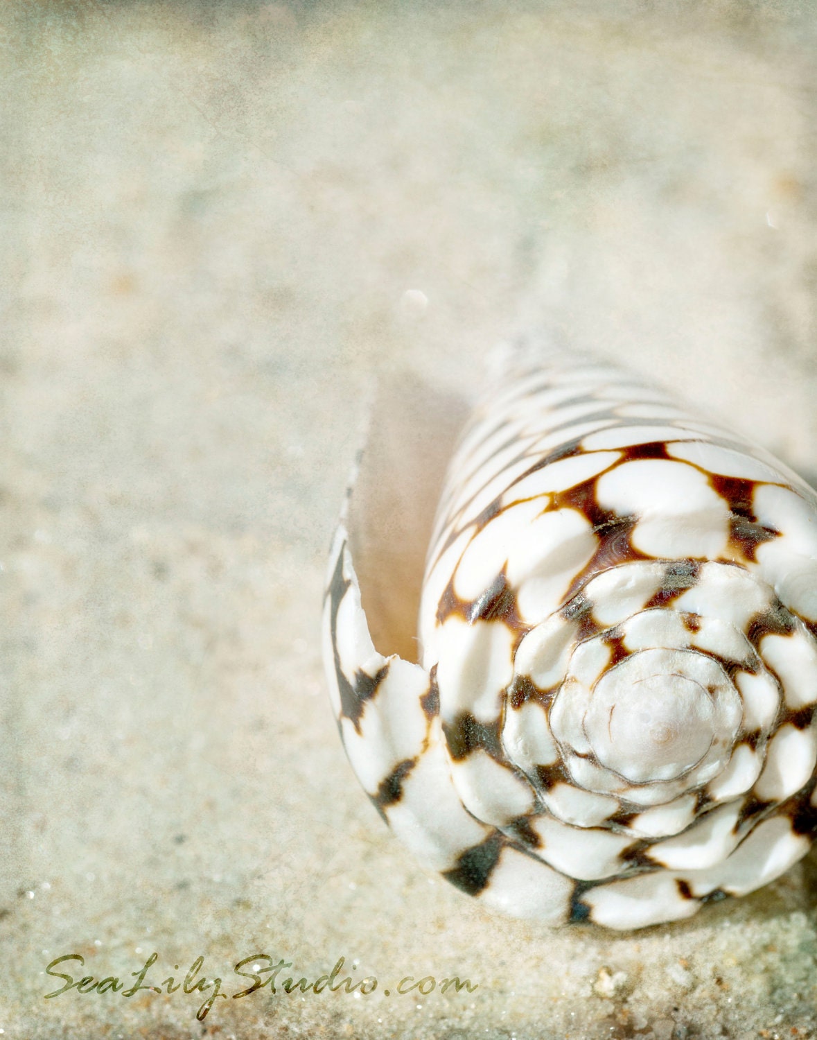 Marbled Cone - 8x10 - Beach Photography