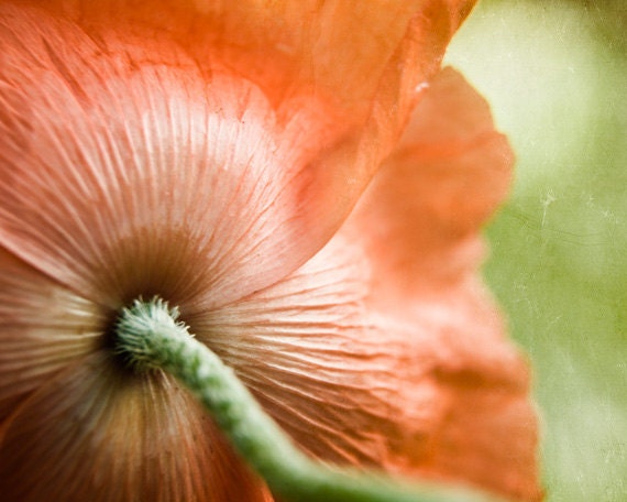 wild poppy photography, 8x10 print, nature photography,  orange, red, green, spring garden flower, nature wall decor