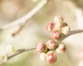 spring buds, nature photography, 10x10 print, blossom, garden, shiny, pastel, peach, vanilla, nature home decor - bialakura