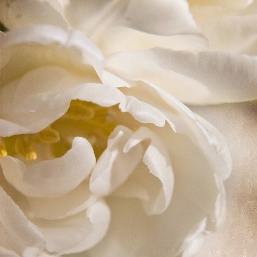 cream tulip photography, 8x8 print, square, nature, flower, petals, close-up, ivory, white, yellow, fringe, textured
