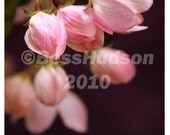SPRING BLOOMS set of 4 photographic postcards