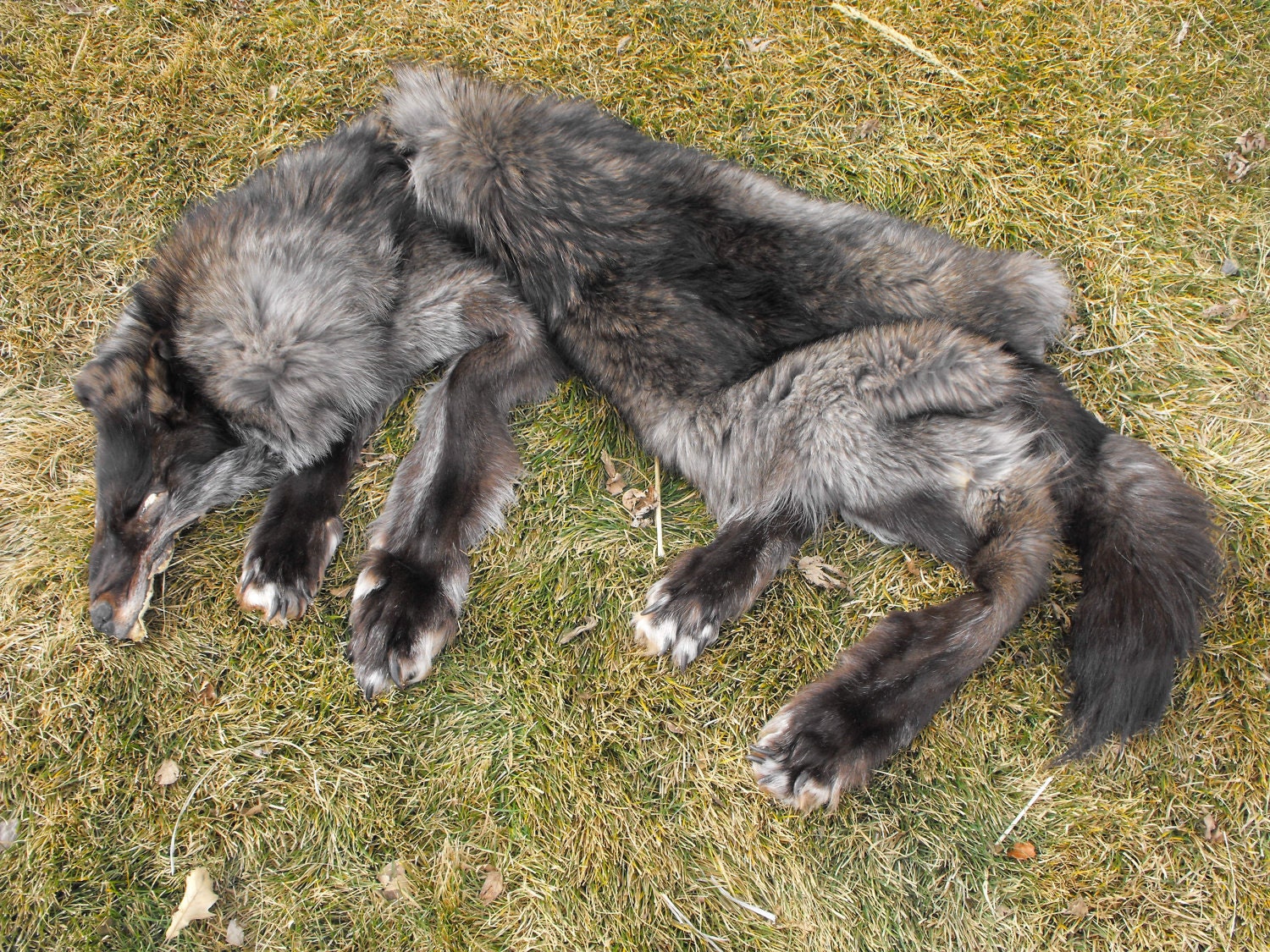 Huge Alaskan Frosted Black Wolf Pelt Taxidermy Quality by Zhon