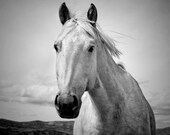 Black and White Horse Photography, 8x12 or 8x10, quiet moment nature photograph