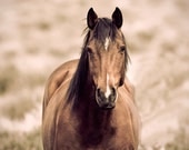 Brown Horse Photograph, Size 8x10, Nature Photography