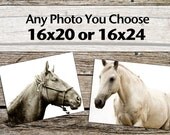 Large Photograph, Any 16x20 or 16x24 Photograh, Horse and Nature Photography