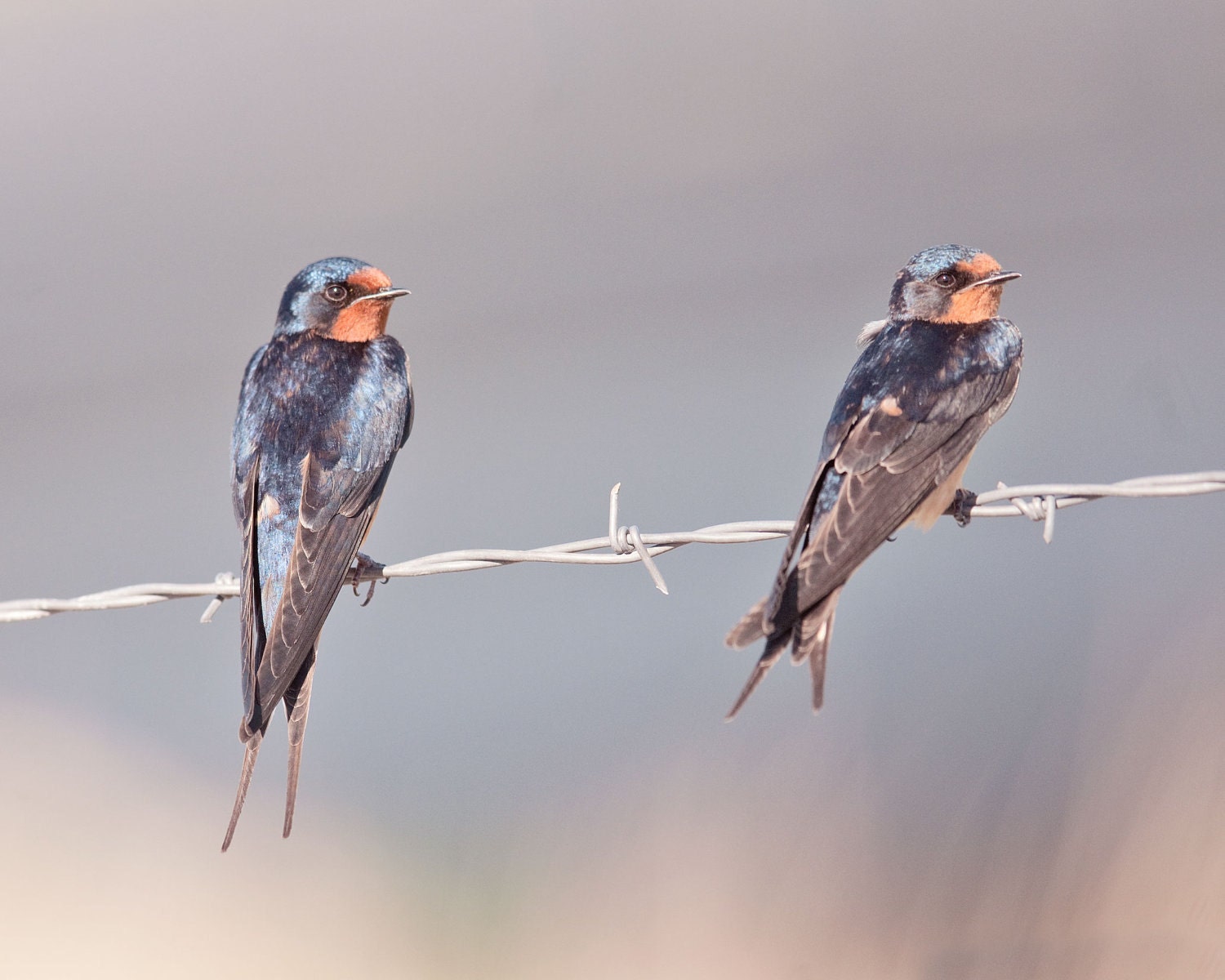 Two Swallows Photograph, Animal Photography, Bird Art, Slate, Nature, Spring time Art