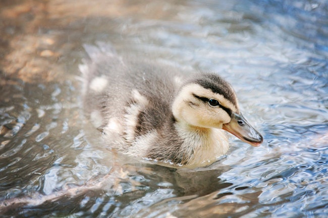 Nursery Art, Baby Duck Photograph, Swimming Duckling, Animal Art