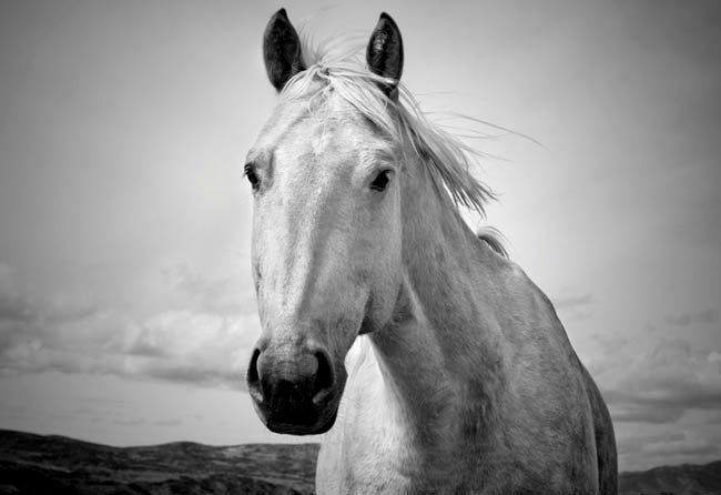 Black and White Horse Photography, 8x12 or 8x10, quiet moment nature photograph