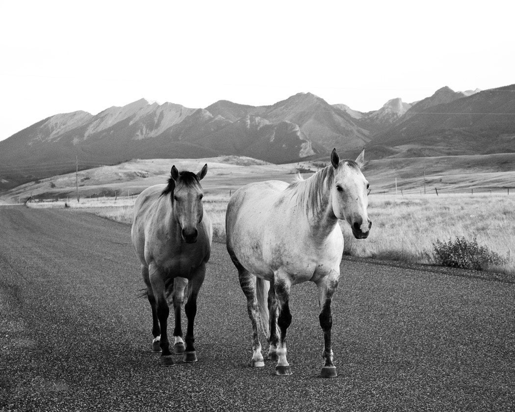 Summer's Stroll black and white landscape photograph, 8x10 Horse Photograph