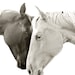 Sweet Photograph, Romantic Horse photo, TOGETHER, Size 8x10, animal art, equestrian photography