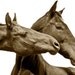 Large Horse Photograph, 16x20, Kiss Kiss, White background Art, Unique Art