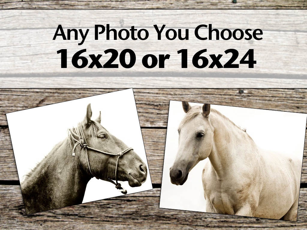 Large Photograph, Any 16x20 or 16x24 Photograh, Horse and Nature Photography