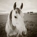 Classic Black and White Photograph, Horse Photography, Clouds, Summer Rain