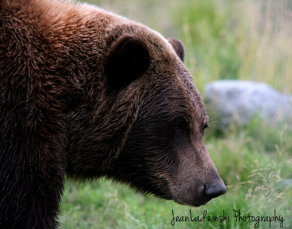 11x14 Photography print of an Alaskan Brown Bear - grizzly bear Alaska art wildlife photo - Affordable Art rustic cottage gift idea for him