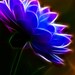 Fractal - Fractal Art - Fractal Dahlias - Fine Art Set of (5) 8x10" Prints - Flower Photography - Home Decor -