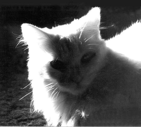 Sally Silhouette, framed photo