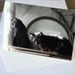 Victoriana Cats, Set of Four Designs
