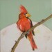 Cardinal- 8x8 Original Oil Painting on Canvas- Bird, Sky, Blue, Red