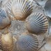 RESERVED -Sea Shells-Nantucket Scallop Shells with holes drilled ready for crafting-one dozen