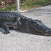 Earth Day - Renewable Fiber - American Alligator Stuffed Wool Animal - Cute Soft Sculpture Toy - Felt Plush - Spring Green