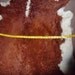 awesome calf skin rug hide cow red white curly hair