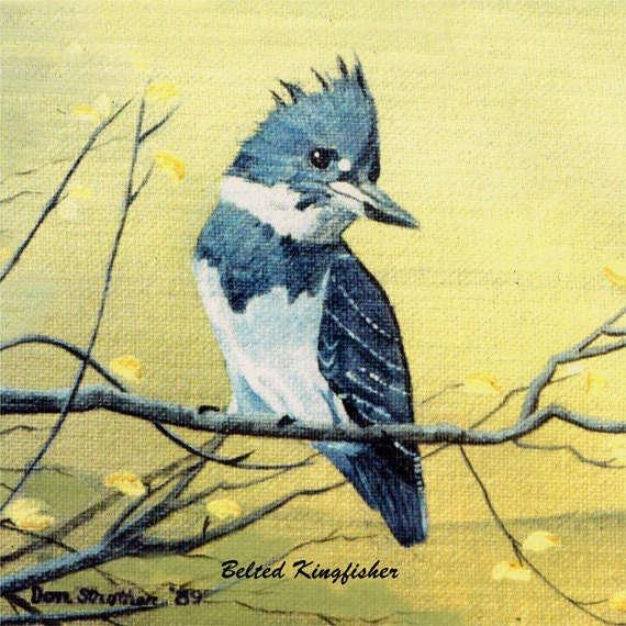 Belted Kingfisher, 6x6 Tile