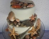 edible sea shells with sand natural color set of 55