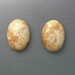 Agatized Coral Cabochon Pair