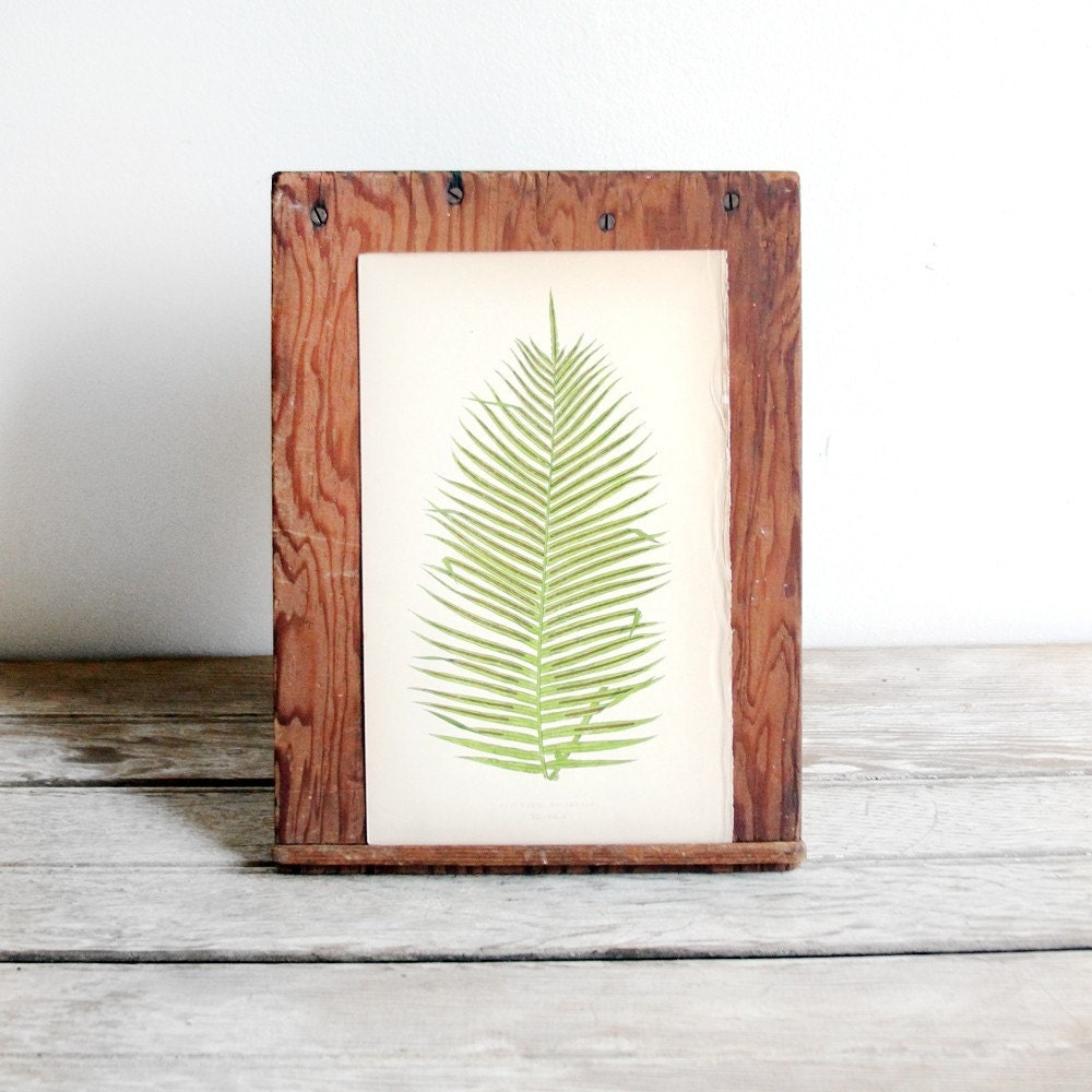 SALE antique 1856 lowe fern print - no. 15