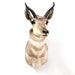 vintage pronghorn antelope shoulder mount taxidermy
