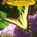 Blemish Care Raw Honey Facial Mask, wound care