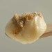 Blemish Care Raw Honey Facial Mask, wound care
