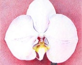 Orchid (II) - an original drawing