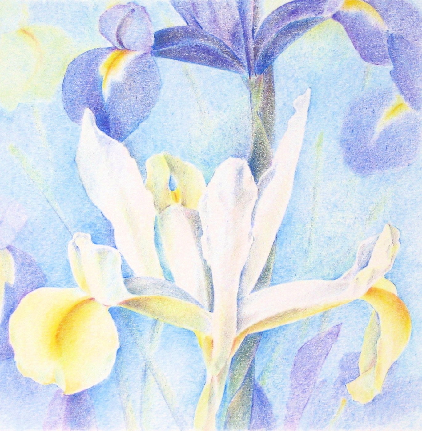 Irises - an original drawing