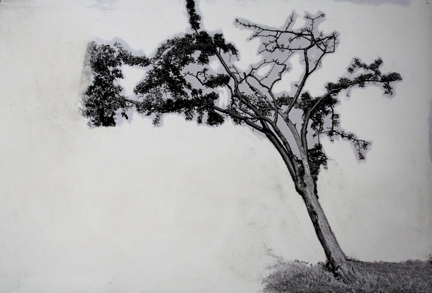 Mountain tree - a distressed hand-printed photograph