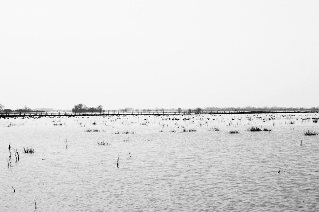 LAST ONE - Lost In The Fields - Limited Edition