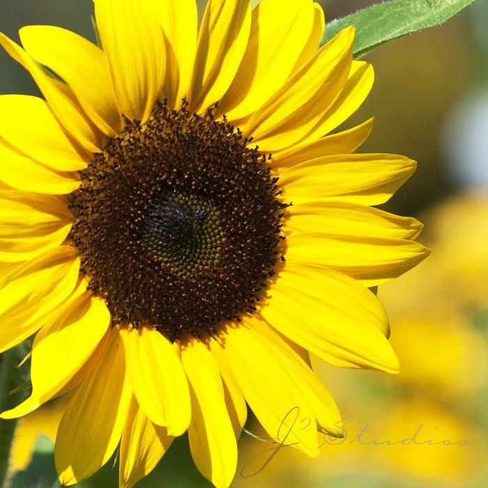 Sunflower Photo, Square Flower Print, Floral Photography, Summer Sunny Bright Golden Yellow