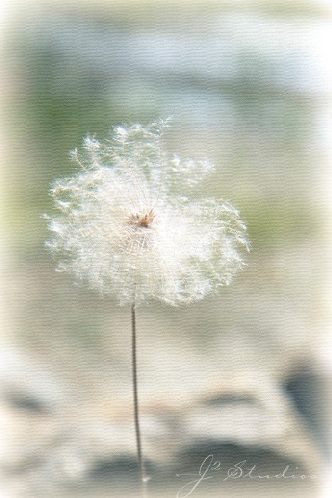 Dandelion Dreams, 8x12, Fine Art Photography Print, Fluffy Pastel Dreamy Girl Mint Green - j2studiosphotography